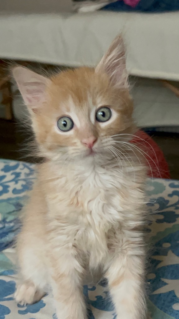 Hobbes
