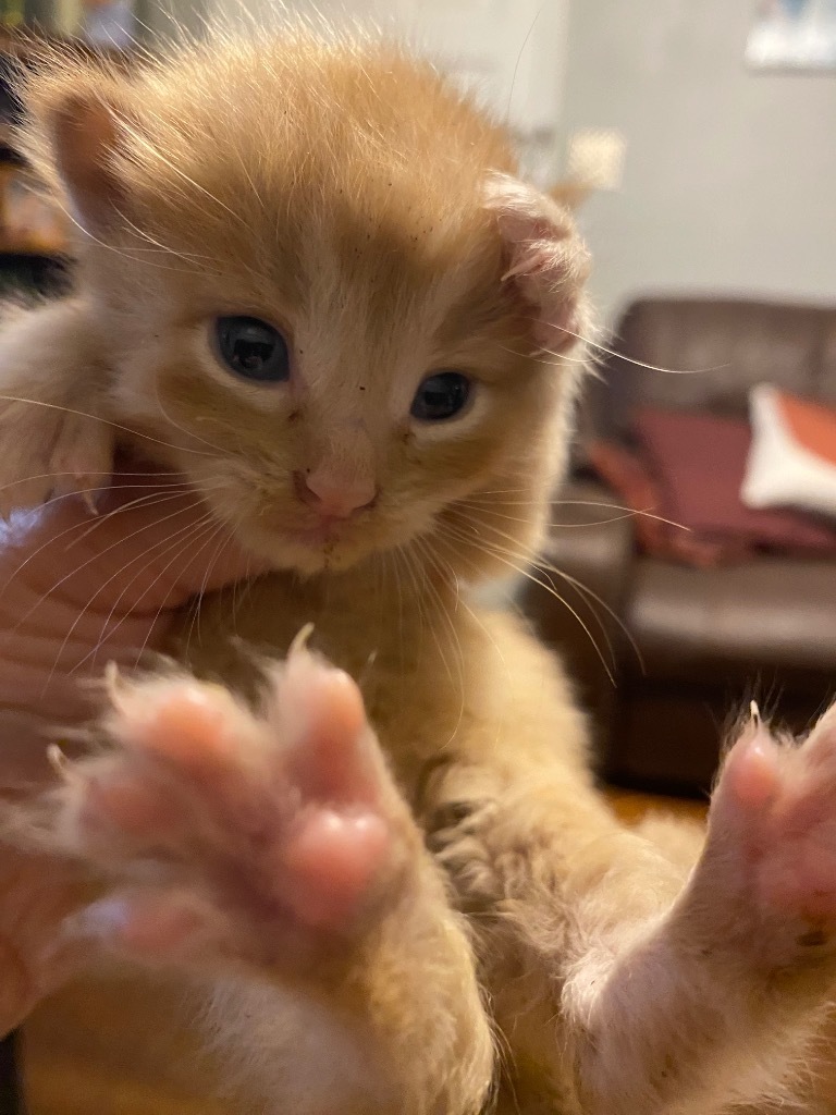 Hobbes