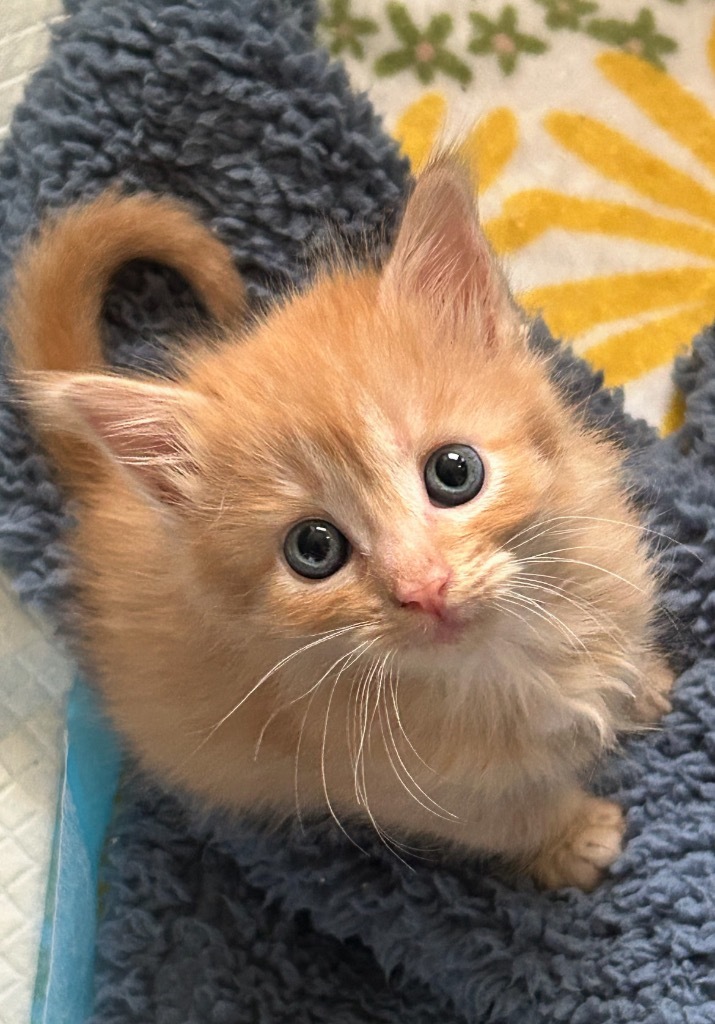 Hobbes