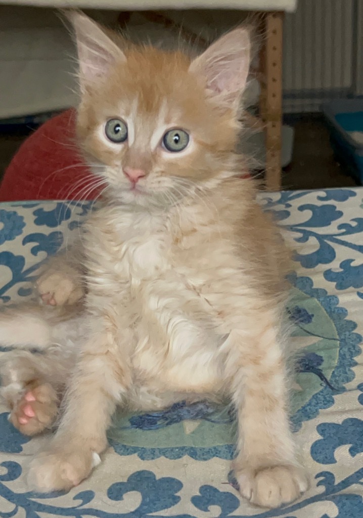 Hobbes