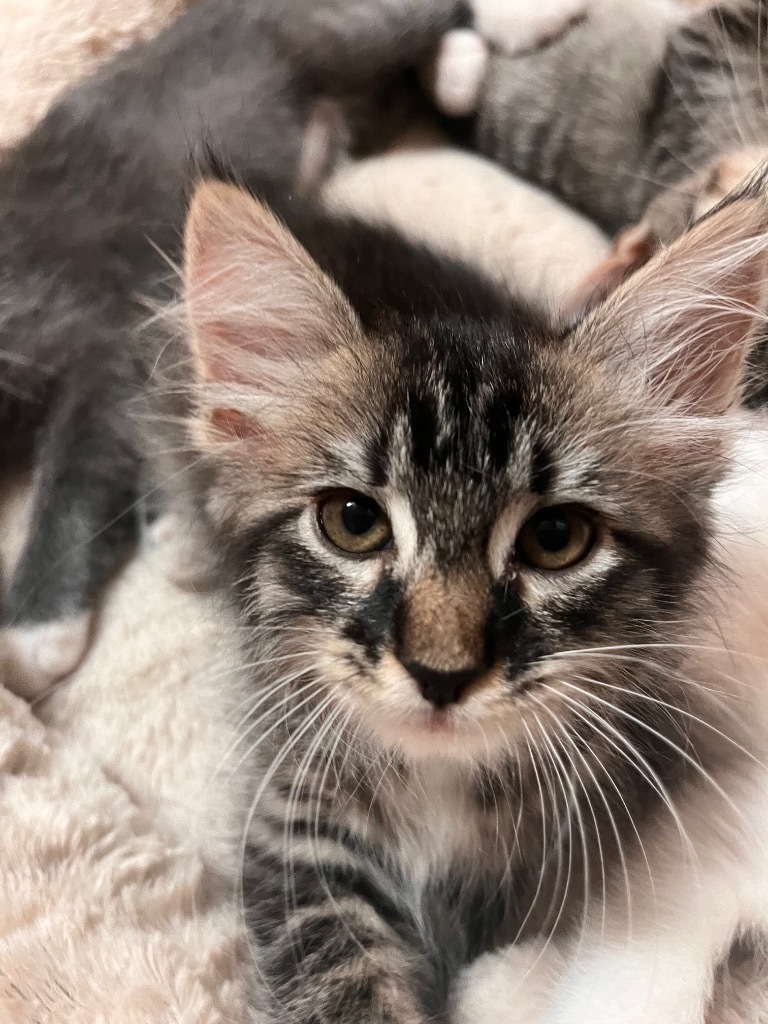 Mrs. Fuzzy Face