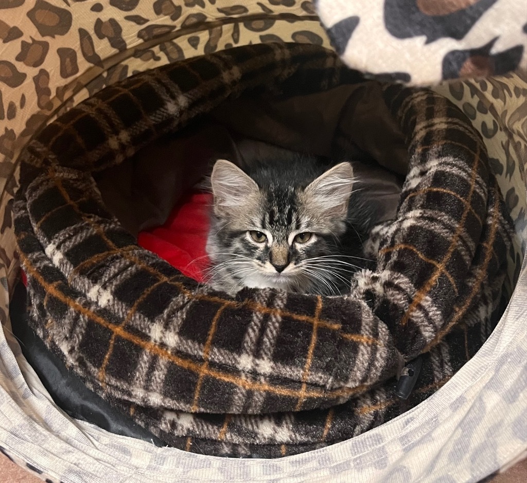 Mrs. Fuzzy Face