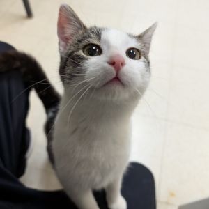 Monroe, Young Male Domestic Short Hair