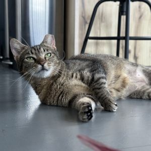 Ines Domestic Short Hair Cat