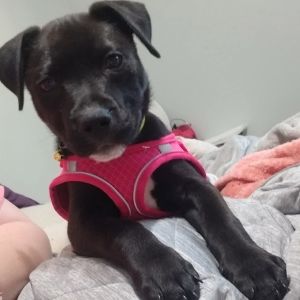 Lemon, Baby Female Labrador Retriever