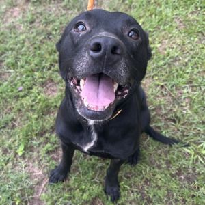 Marvin, Adult Male Black Labrador Retriever