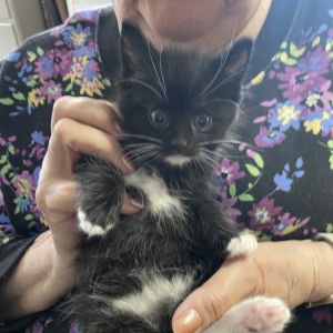 Kieran, Baby Male Domestic Medium Hair