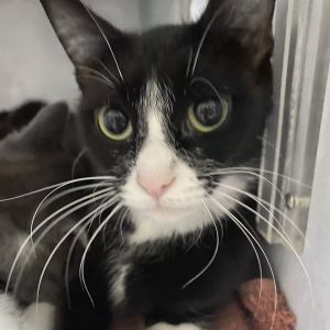 Brigid, Adult Female Domestic Short Hair