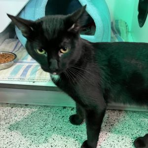 Willie, Adult Male Domestic Short Hair