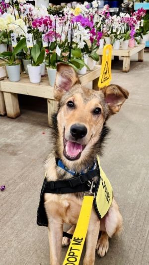 Yotee-ADOPTED, Adult Male German Shepherd Dog