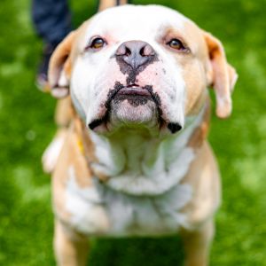 A-aron, Adult Male Mixed Breed