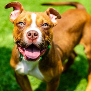 Zinger, Baby Male Mixed Breed