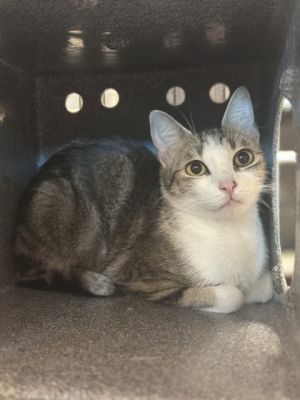 Harley Quinn, Young Female Domestic Short Hair