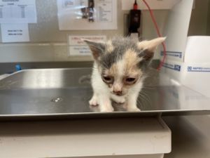 Dopey, Baby Female Domestic Short Hair