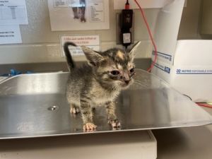 Happy, Baby Female Domestic Short Hair