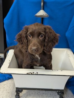 Super sweet a little spicy and so adorably silly its the S litter Meet the S litter Sailor Scu