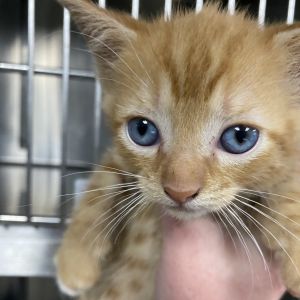 Indiana, Baby Female Domestic Short Hair