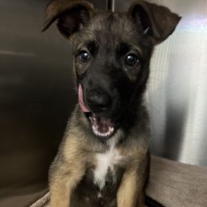 Brad, Baby Male Mixed Breed