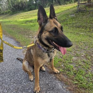 Bella, Adult Female Belgian Shepherd / Malinois
