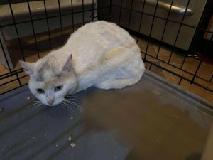 Sassy Sally, Young Female Domestic Short Hair