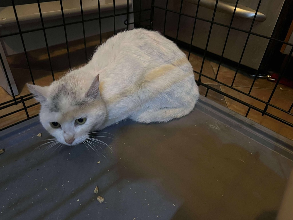 Sassy Sally, an adoptable Domestic Short Hair in Cloquet, MN, 55720 | Photo Image 1