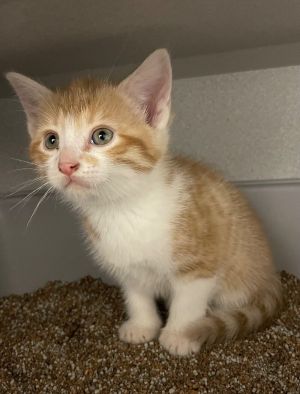 Yoshi, Young Male Domestic Short Hair