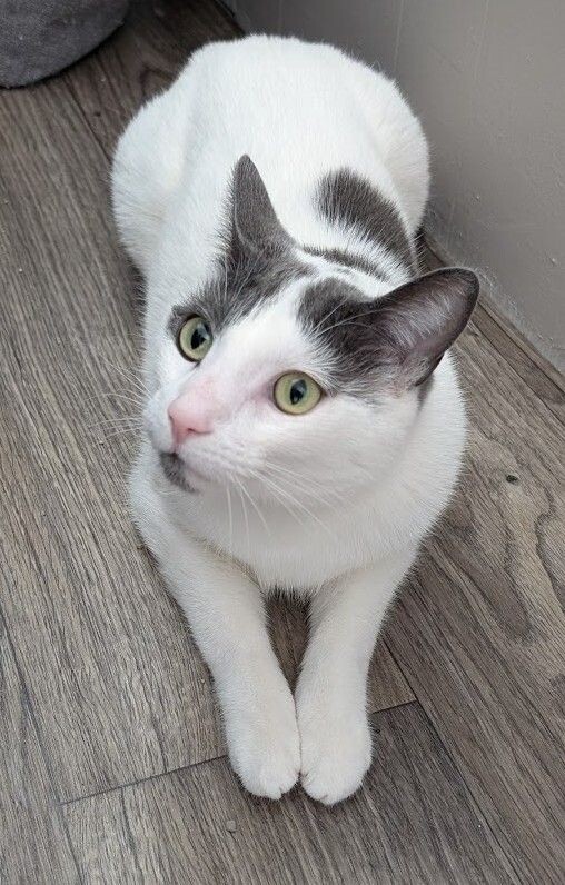 Baxter