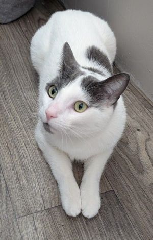 Baxter, Adult Male Domestic Short Hair