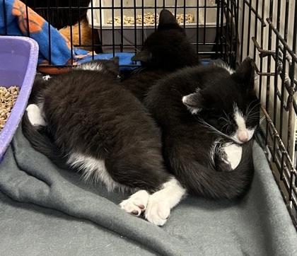 Oreo