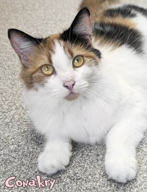 Conakry, Adult Female Domestic Short Hair