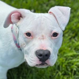 Hi My name is Kira and Im at the Santa Maria Campus Im a 8 month old female Terrier Pit