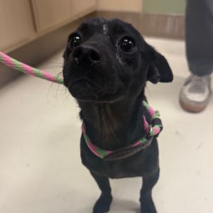 Hi there My name is Rupert a 1 year old male chihuahua and Im at the Santa Maria Campus Full