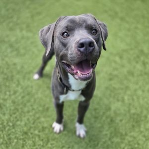 Rollo, Adult Male Pit Bull Terrier