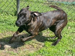 Pari, Young Female Terrier