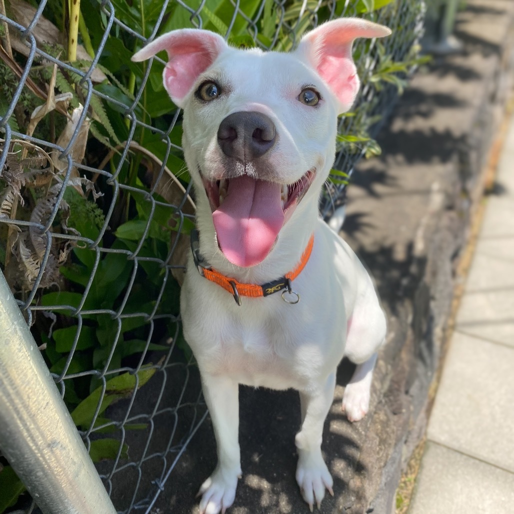 Zenya: COH-A-63112, an adoptable Mixed Breed in Keaau, HI, 96749 | Photo Image 1