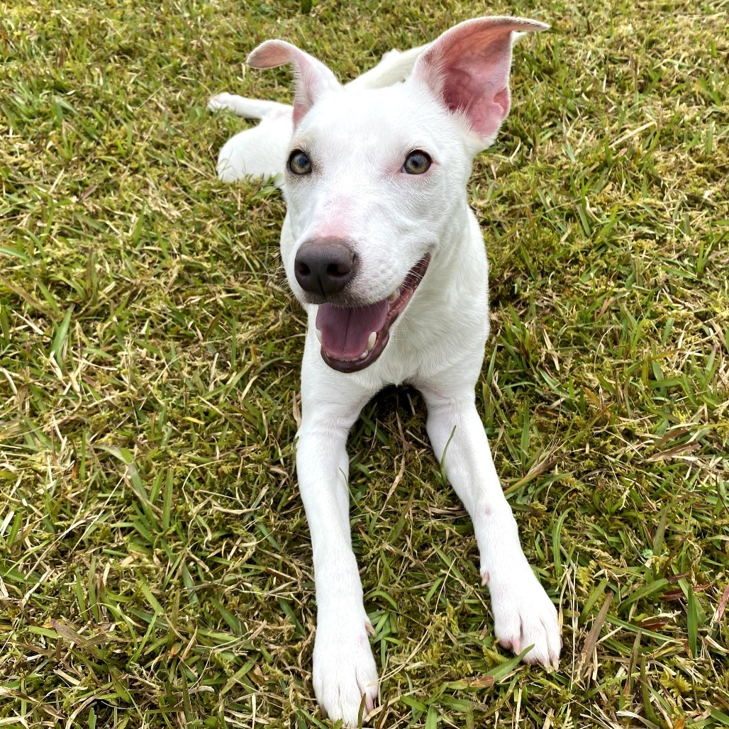 Zenya: COH-A-63112, an adoptable Mixed Breed in Keaau, HI, 96749 | Photo Image 5