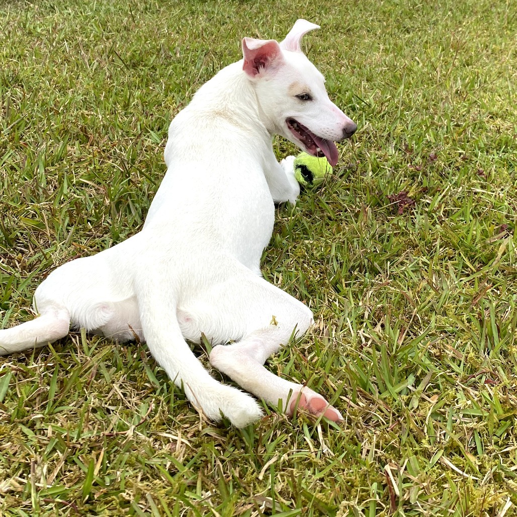 Zenya: COH-A-63112, an adoptable Mixed Breed in Keaau, HI, 96749 | Photo Image 6