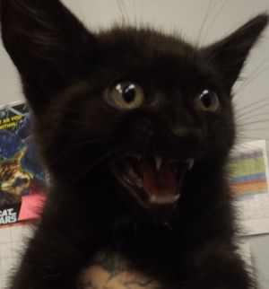 Primary Color Black Weight 178lbs Age 0yrs 0mths 8wks Animal has been Spayed