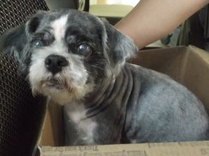 Primary Color White Secondary Color Grey Weight 14lbs Age 8yrs 0mths 0wks
