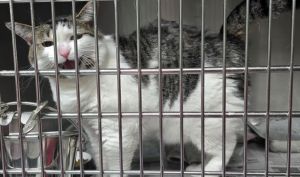 Thelma, Adult Female Domestic Short Hair