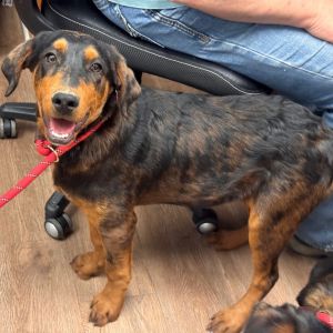 Rocket, Baby Male Black and Tan Coonhound