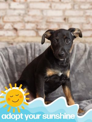 Dinosaur Litter - Stegosaurus, Baby Male Miniature Pinscher