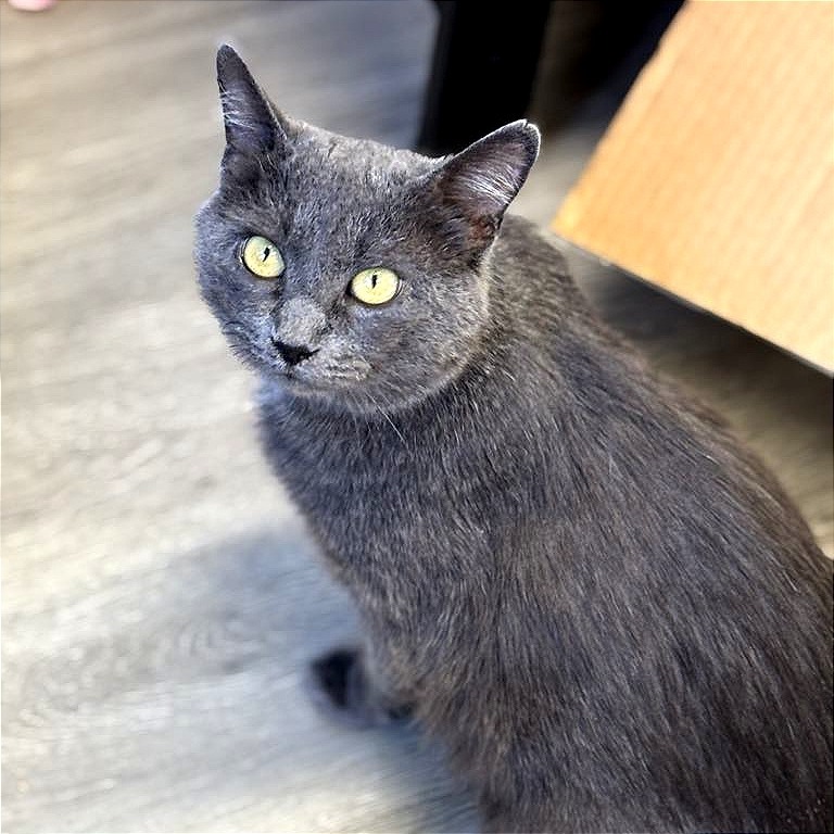 Violet, an adoptable Domestic Short Hair in Sheridan, WY, 82801 | Photo Image 1