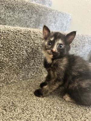 Meet the Sippin Sweethearts Litter Serving up nostalgia cuddles and a whole lotta fizz this retr