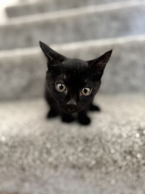 Meet the Sippin Sweethearts Litter Serving up nostalgia cuddles and a whole lotta fizz this retr