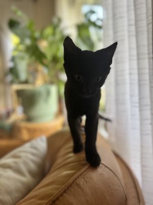 Meet the Sippin Sweethearts Litter Serving up nostalgia cuddles and a whole lotta fizz this retr