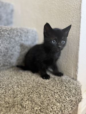 Meet the Sippin Sweethearts Litter Serving up nostalgia cuddles and a whole lotta fizz this retr