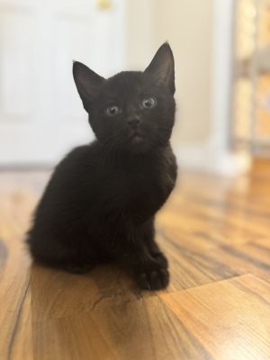 Meet the Sippin Sweethearts Litter Serving up nostalgia cuddles and a whole lotta fizz this retr