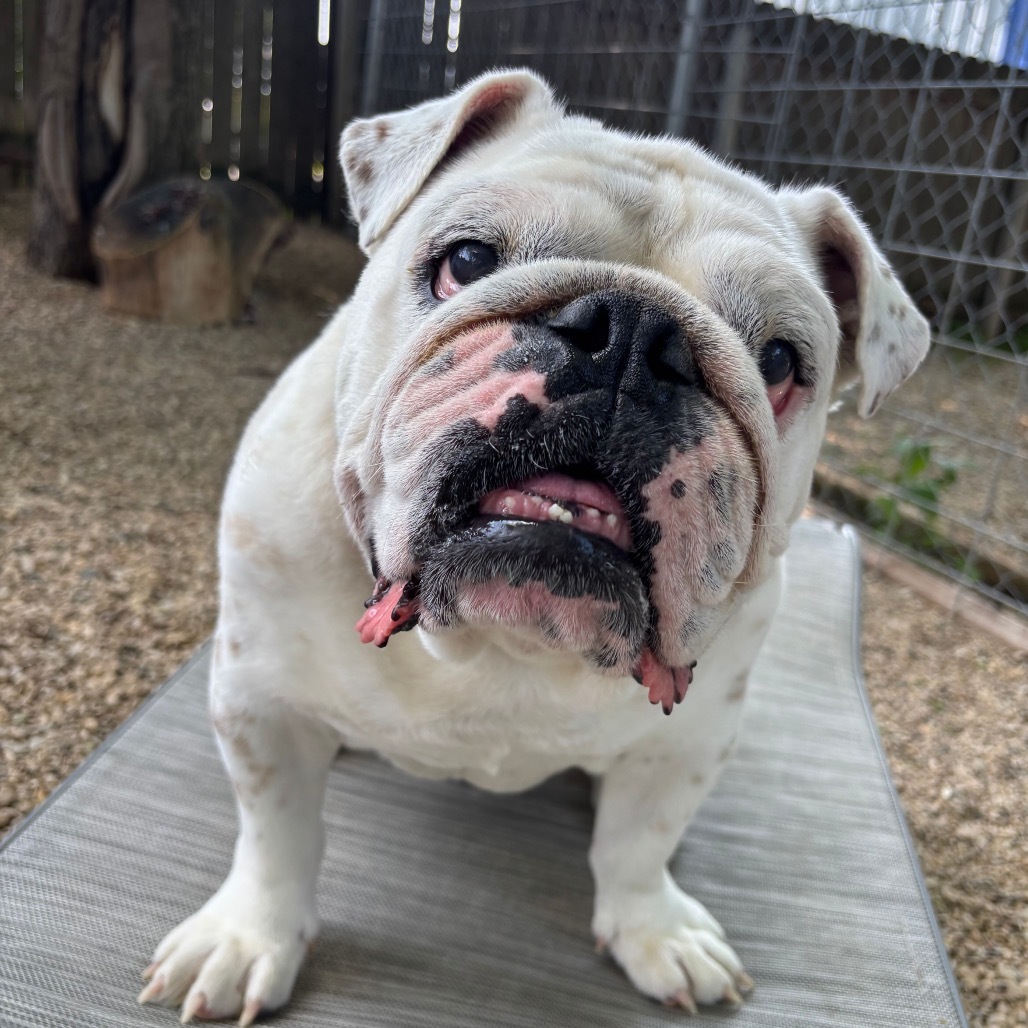 Louie