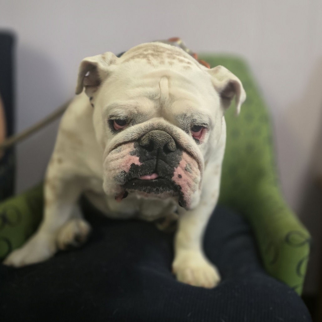 Louie